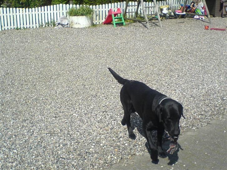 Labrador retriever Balto billede 7