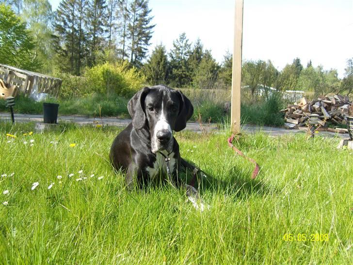 Grand danois Troja billede 3