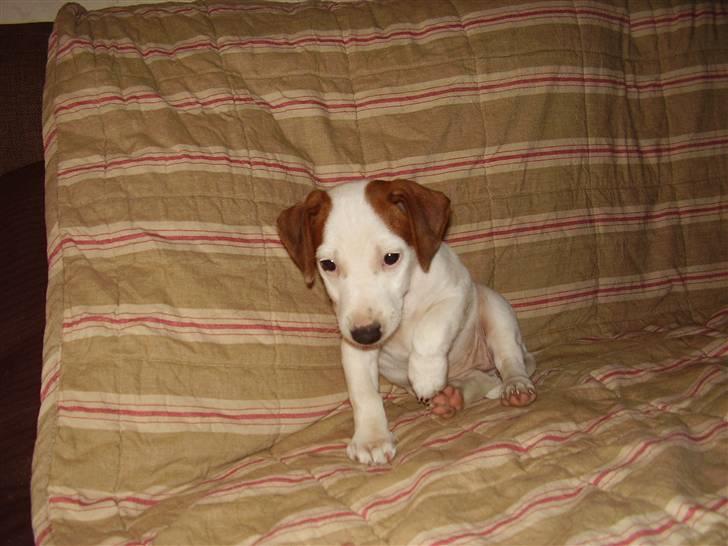 Jack russell terrier bella - bella 19 uger billede 6