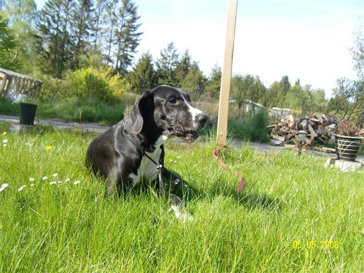 Grand danois Troja billede 4