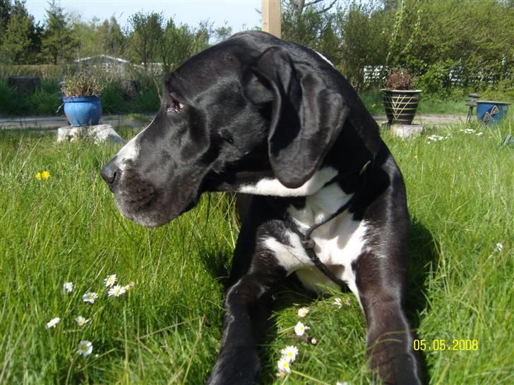 Grand danois Troja billede 5