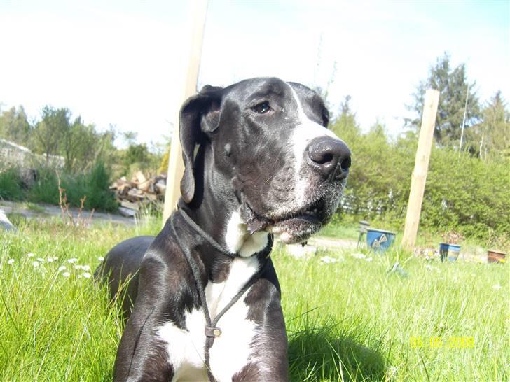 Grand danois Troja billede 6