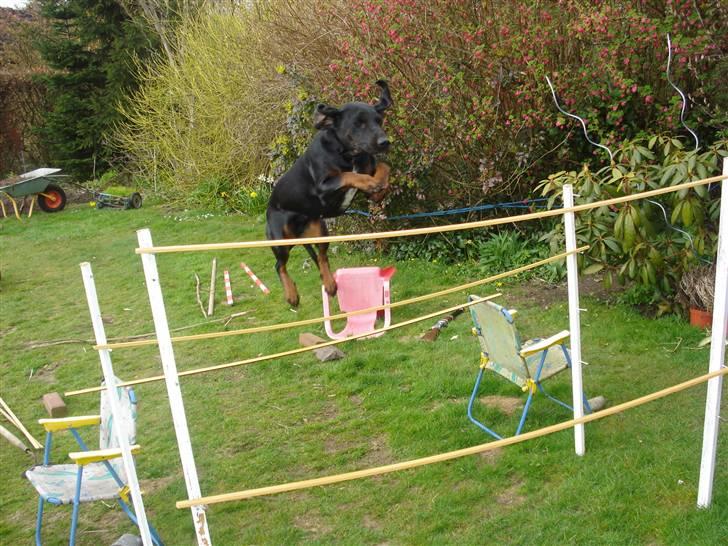 Bayersk vildtsporhund Maja billede 16