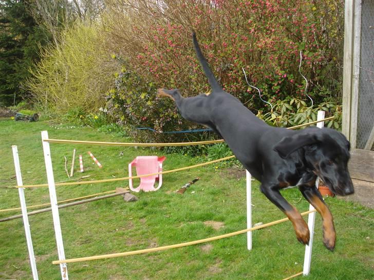 Bayersk vildtsporhund Maja - strræjker lige ud over springet billede 17