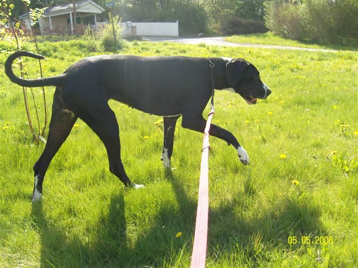 Grand danois Troja billede 7