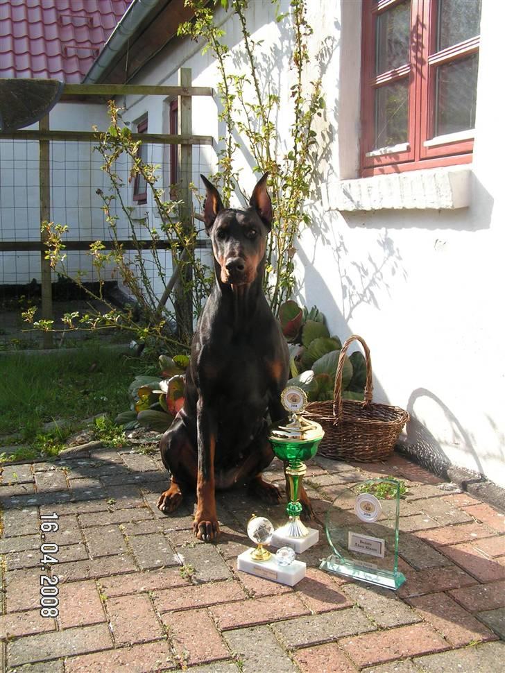Dobermann iza billede 9