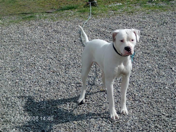 Amerikansk bulldog | Shadi | billede 20