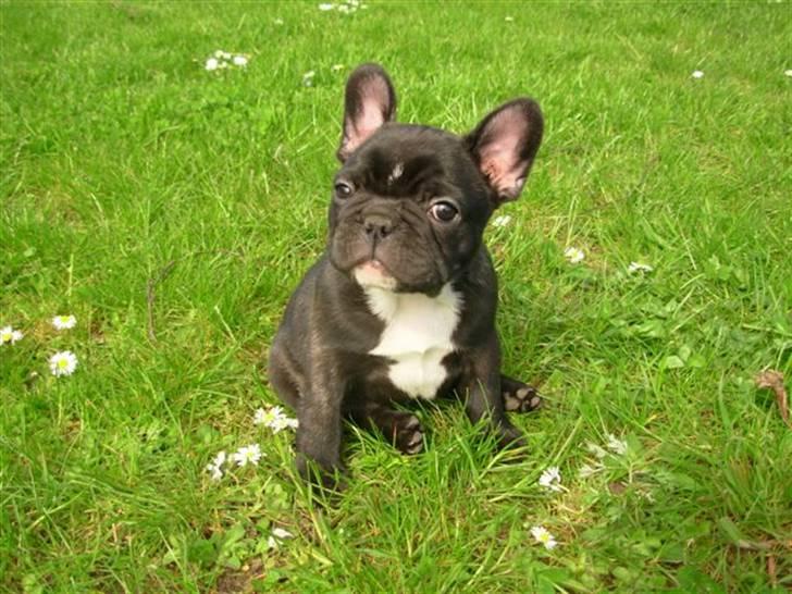 Fransk bulldog Lui Aimeé Coco Chanel - 7 uger billede 5