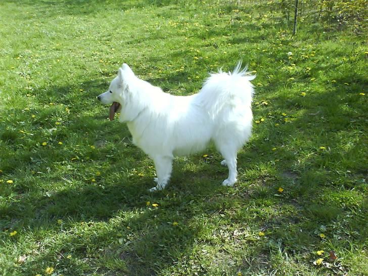 Samojedhund Igglo billede 20