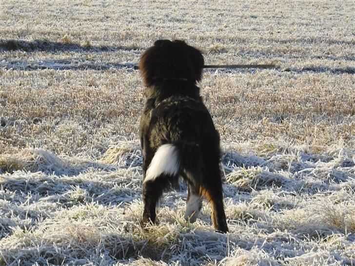 Berner sennenhund Viggo billede 1