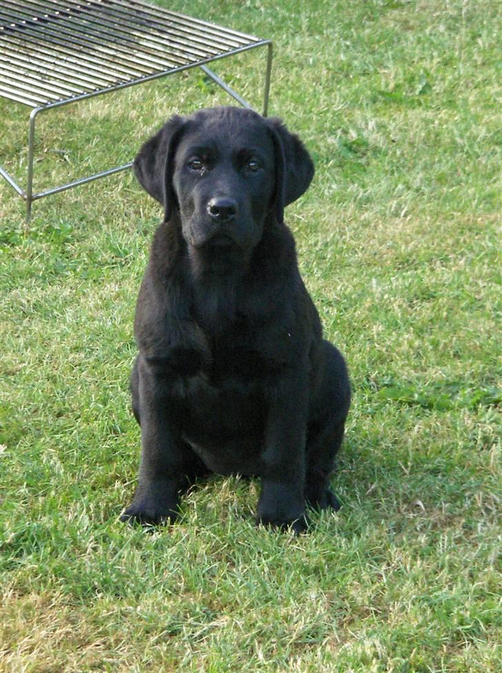 Blanding af racer Mollie billede 1