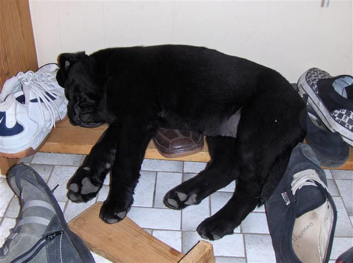 Blanding af racer Mollie - Sko er bare så dejlige og sove på :) billede 2