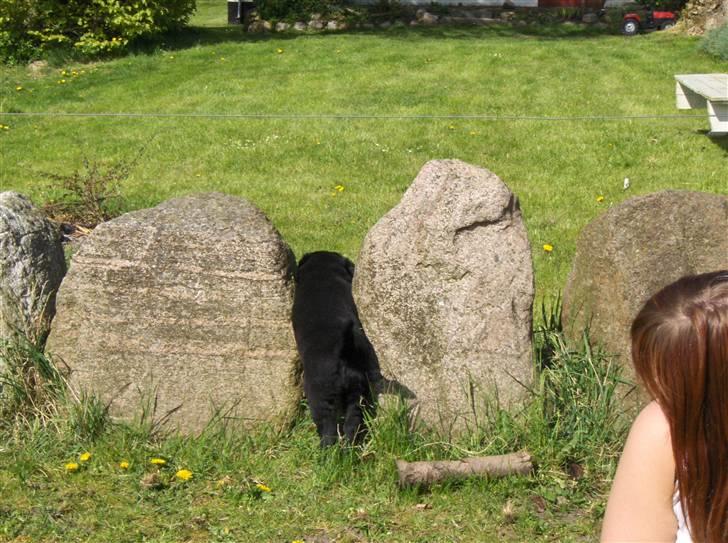 Blanding af racer Mollie - Åhrg nej min mave er for stor til at jeg kan komme igennem her:(  jeg må bar mase  billede 3