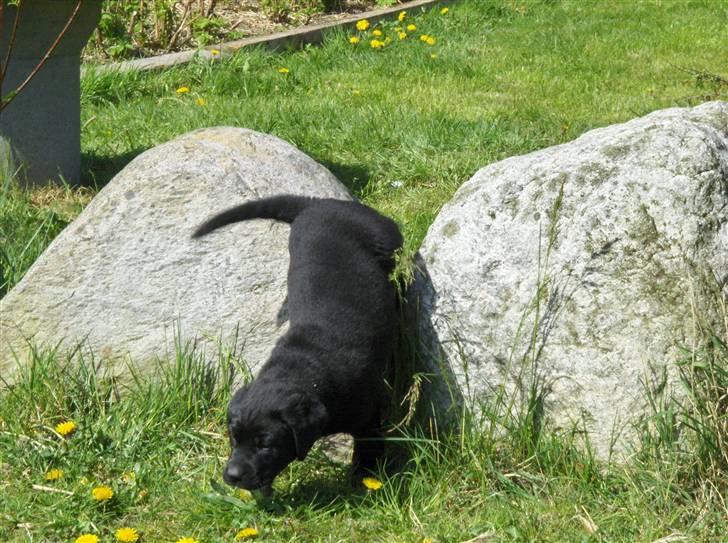 Blanding af racer Mollie - Jar det giik man skal bare mase :) billede 4