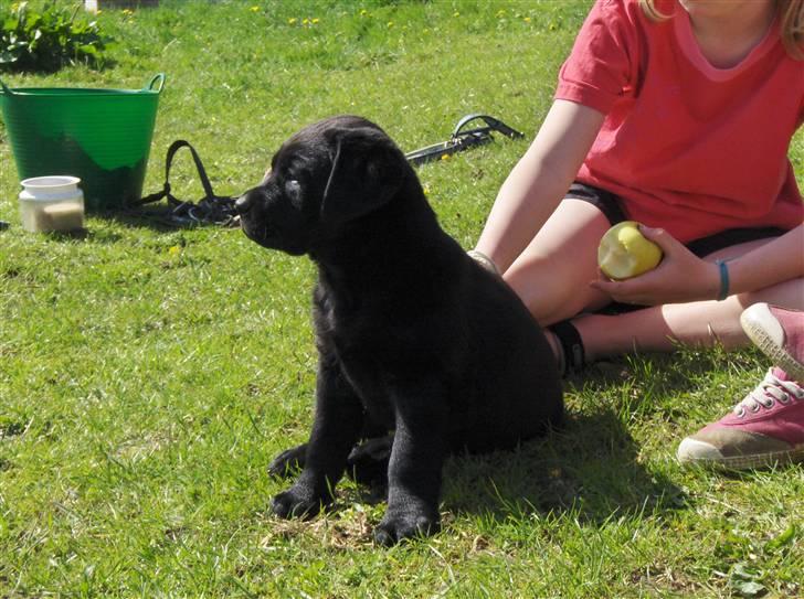 Blanding af racer Mollie billede 5