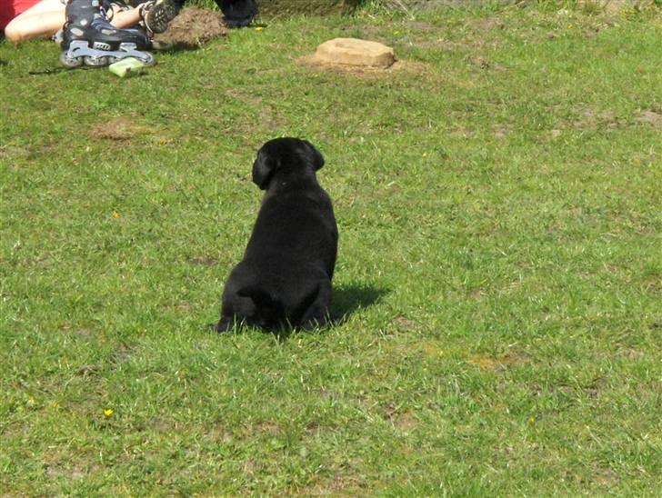 Blanding af racer Mollie - Jeg skal tisse, tisse, tisse ,tisse billede 6