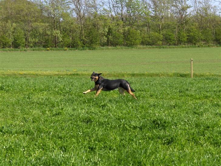 Blanding af racer Trine *R.I.P* billede 6