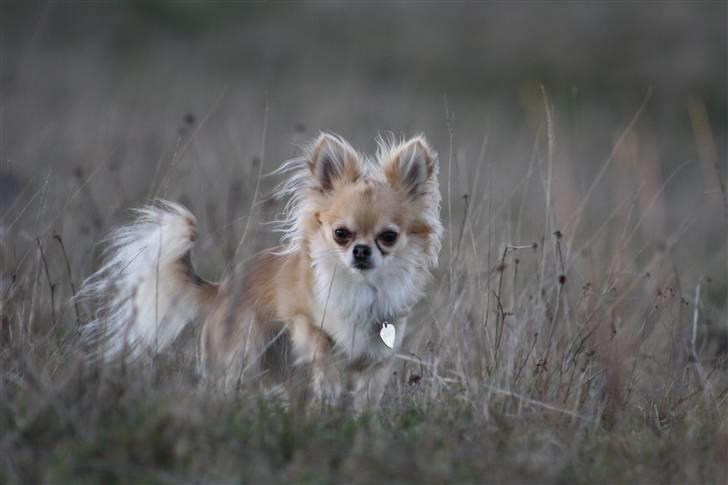 Chihuahua Dusty - i kan ikke inde mig :-D billede 11