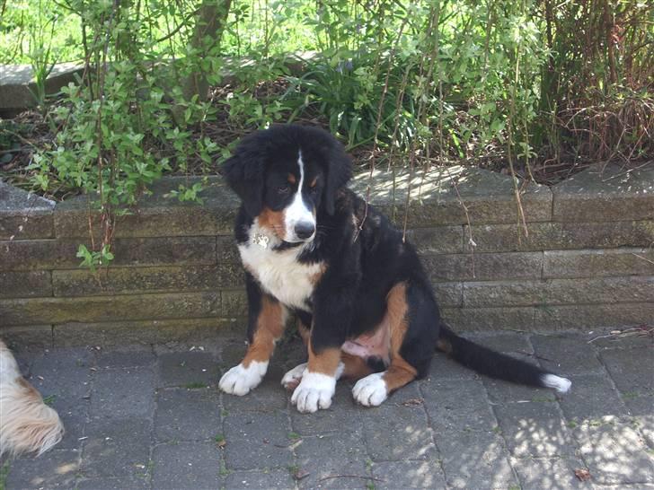 Berner sennenhund balou billede 3