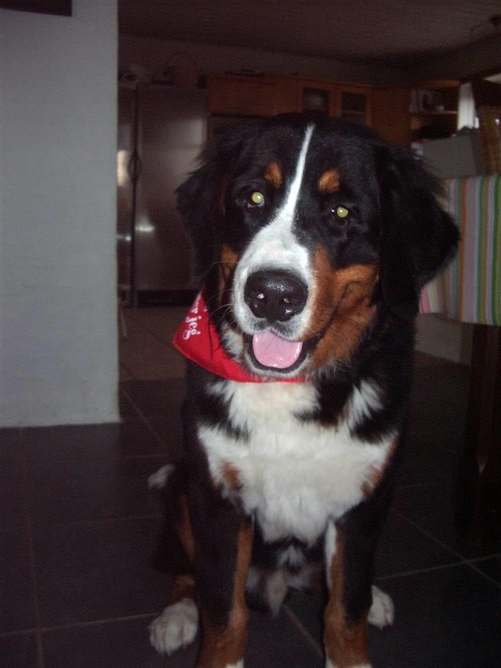 Berner sennenhund balou billede 4