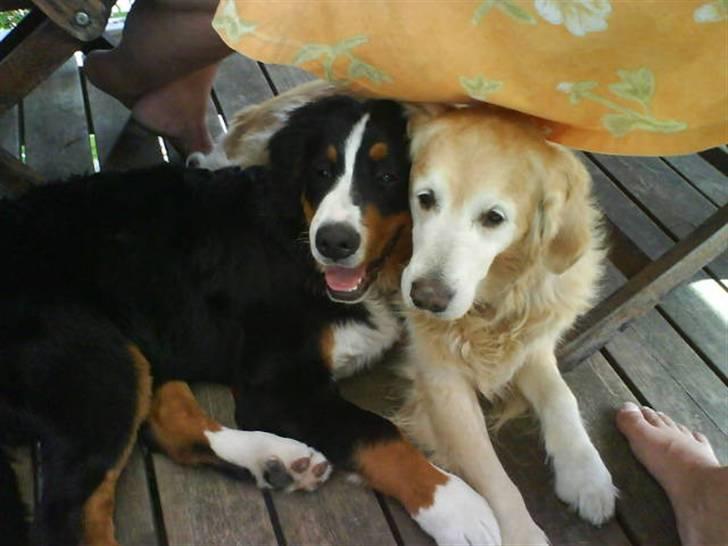 Berner sennenhund balou - mig og storebror billede 5