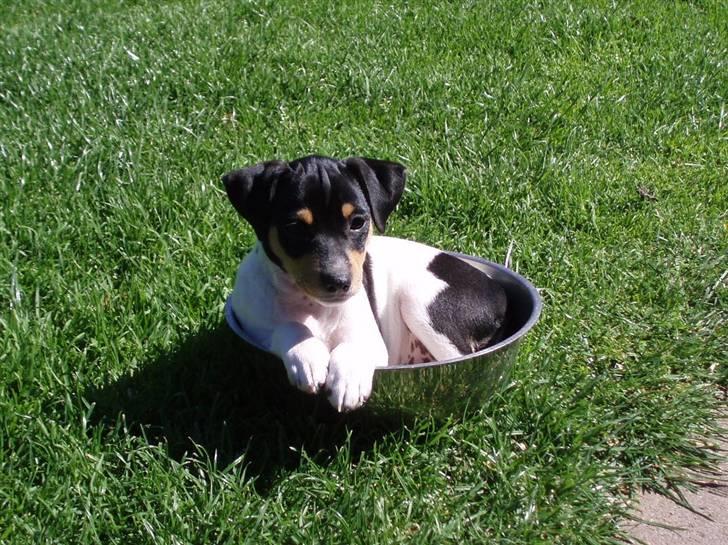 Dansk svensk gaardhund moustgaard dee dee - velkommen til moustgaard dee dee´s profil billede 1