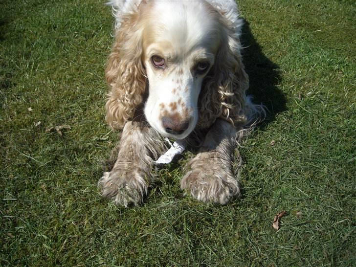 Cocker spaniel Sofus  - det er min! billede 18