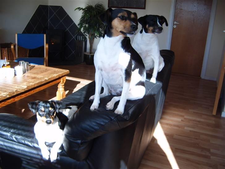 Dansk svensk gaardhund moustgaard dee dee - familie billede billede 2