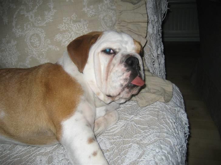 Engelsk bulldog Nanna billede 6