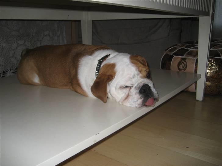 Engelsk bulldog Nanna - Hendes yndlingsplads:) Nedenunder bordet! billede 7