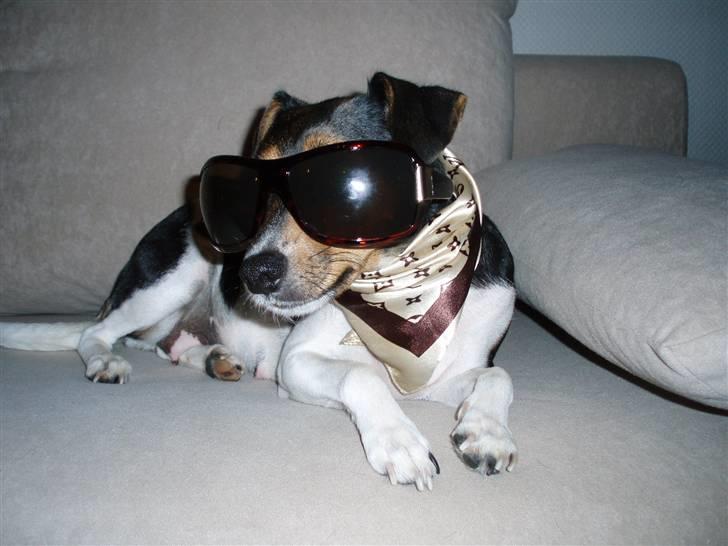 Dansk svensk gaardhund moustgaard alfa - velkommen til Moustgaard Alfa´s profil billede 1