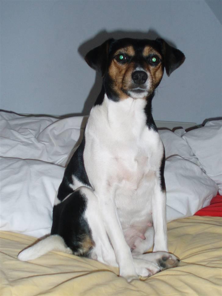 Dansk svensk gaardhund moustgaard alfa billede 2