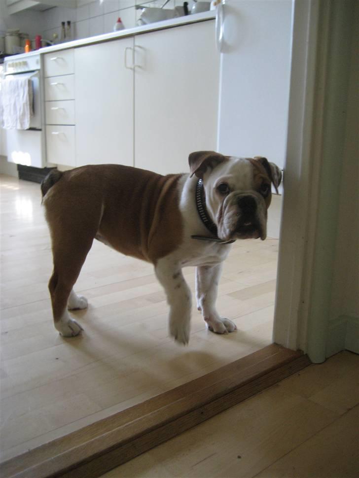 Engelsk bulldog Nanna billede 8