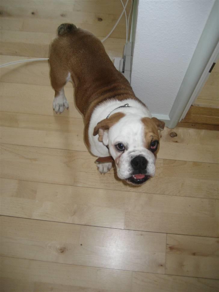 Engelsk bulldog Nanna - Mig??? Jeg har ikke gjort noget:) billede 9