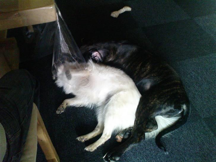 Blanding af racer General Simba *R.I.P* - Lille simba og minnie hygger sig :) billede 11