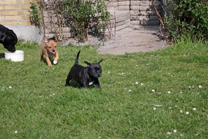 Staffordshire bull terrier Wenk Staff Jessie (Linca) - Se jeg kan løbe så hurtigt jeg næsten letter!!!  billede 1