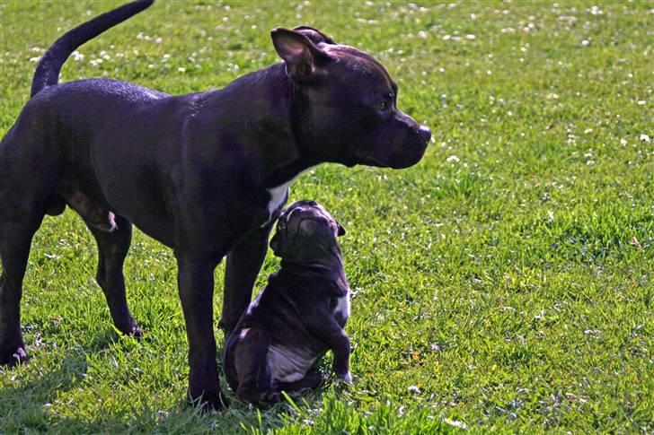Staffordshire bull terrier Wenk Staff Jessie (Linca) - Nøøøj hvor er han stor min nye storebror..!! (det er desuden mit første møde med min storebror( billede 2