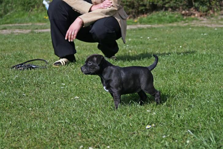 Staffordshire bull terrier Wenk Staff Jessie (Linca) billede 3