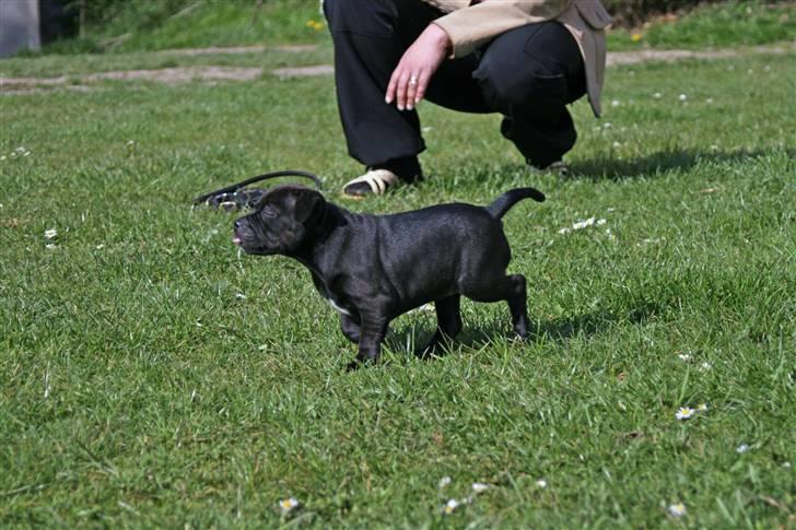 Staffordshire bull terrier Wenk Staff Jessie (Linca) billede 4