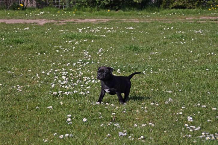 Staffordshire bull terrier Wenk Staff Jessie (Linca) billede 5