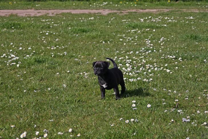 Staffordshire bull terrier Wenk Staff Jessie (Linca) billede 6