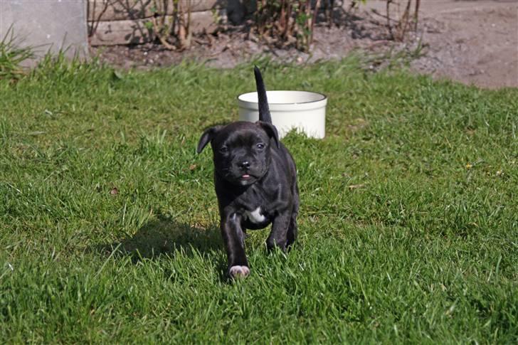 Staffordshire bull terrier Wenk Staff Jessie (Linca) billede 7