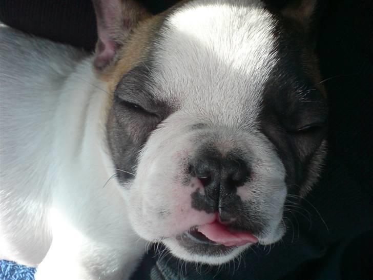 Fransk bulldog Tulle - Tulles "lillebror" James billede 6