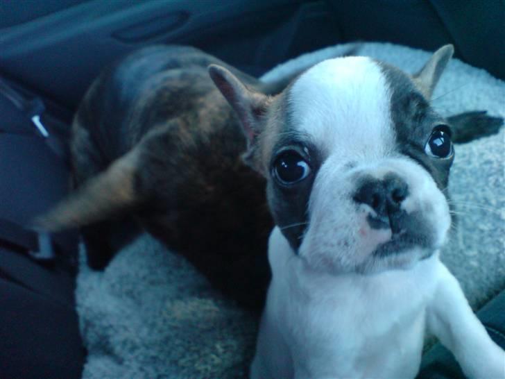 Fransk bulldog Tulle - "hvad er det? nårrh du tager et billede" billede 7