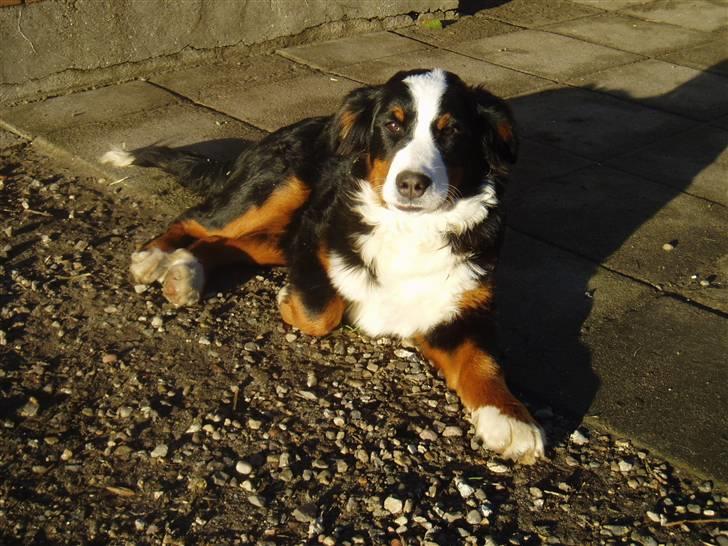 Berner sennenhund Freja. - Her er jeg så er jeg ikke fin. billede 1