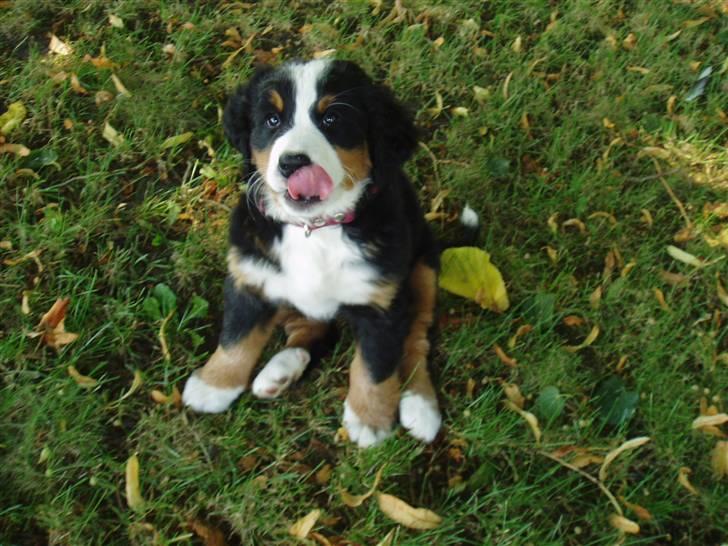 Berner sennenhund Freja. - 9 uger gammel, er jeg ikke sød. billede 2