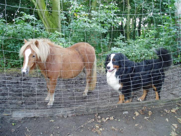 Berner sennenhund Freja. - Hils lige på min far Bjørn. (Altså ham til højre). hi, hi.. billede 5