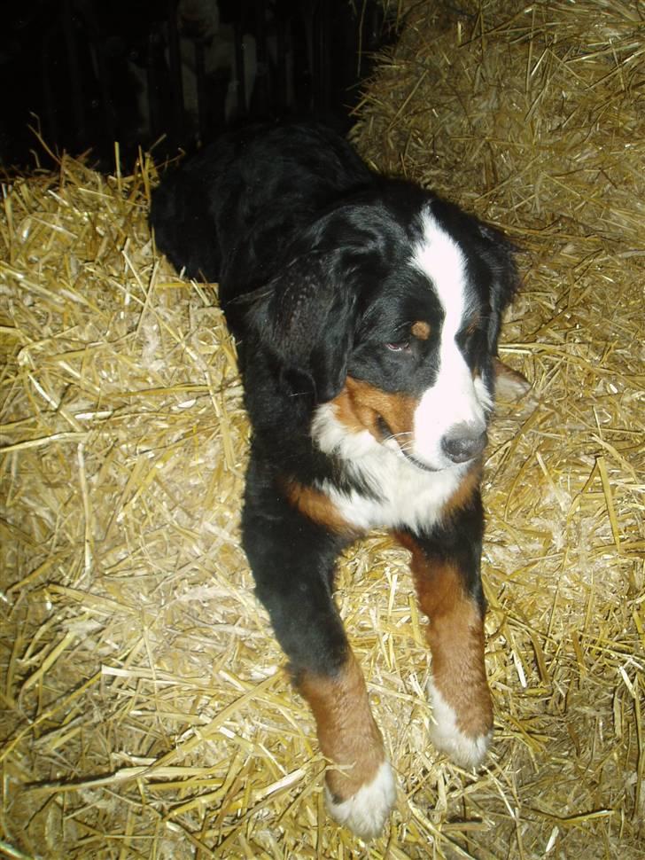 Berner sennenhund Freja. - Dejligt at lege i halmen. billede 7
