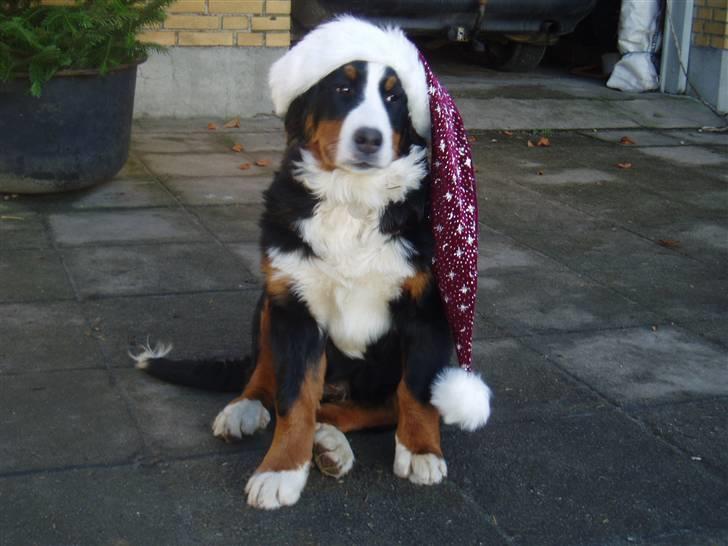 Berner sennenhund Freja. - Nu er det jul igen. billede 8