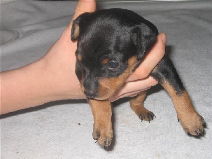 Dvaergpinscher Lyra billede 3